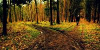 Robert Frost road not taken