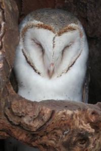 Barn owl