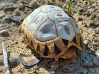 Angulate tortoise