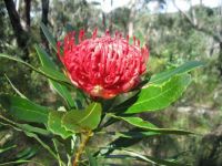 spring wildflowers 2 - waratah