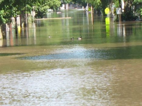 2008 flood --at least the ducks are happy