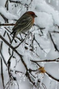 bird in snow and ice