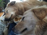 Sleeping Beauties!