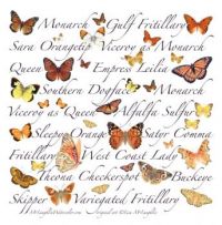 Orange Butterflies by Lisa McLaughlin