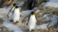 Penguins on the march