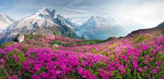 Alpine Rhododendrons