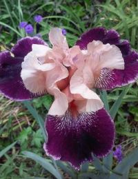 iris from my rock garden