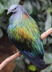 Nicobar Pigeon