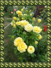 Růže ve žlutém...  A rose in yellow...