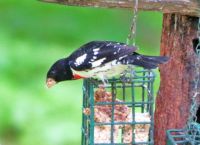 Just passing through-Rosebreasted grosbeak
