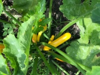 courgettes in our garden