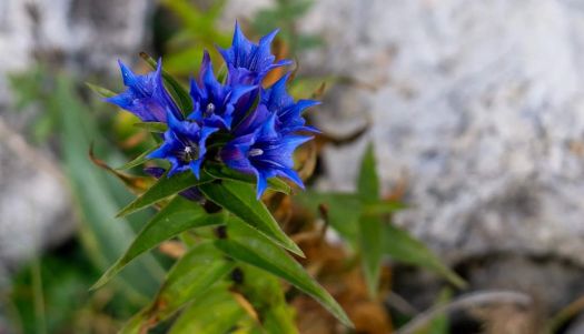 Blue - Flower