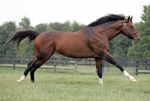 Magnificent Thoroughbred
