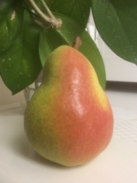 Perfect Pear   🇨🇦
