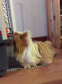 Thor the Guinea pig