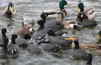 Waterfowl at Lake San Marcos, San Marcos, California