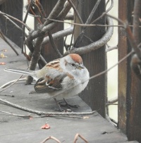 tree sparrow