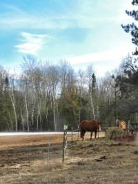 Two horses
