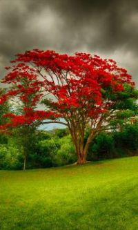 themes: trees and flowers