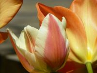 Jane's tulips