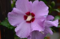 beautiful natur