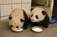Baby pandas