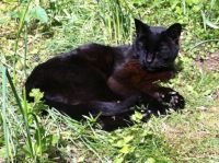 Black cat enjoying the sunshine