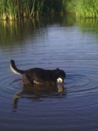combing the bottom of the pond