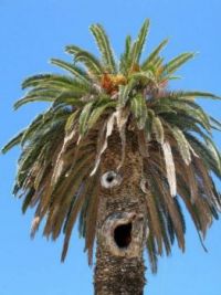 Trees that look like people?  I have a good one!