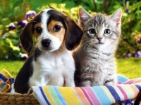 kitten & puppy