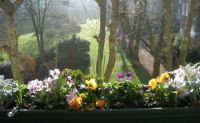 My window boxes, Westminster, England
