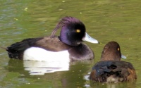 tufted duck couple (kuifeendjes)