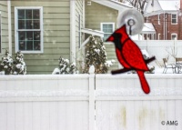 Cardinal And Snow