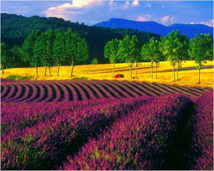 Lavender field, France  