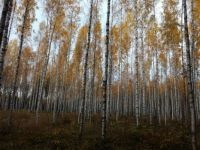 Fall in Forest