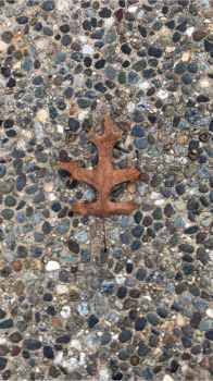 Black Oak Leaf