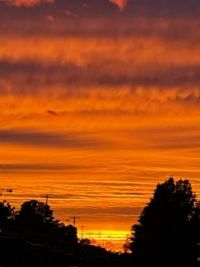 Evening Glory
