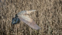 Bittern/ Roerdomp
