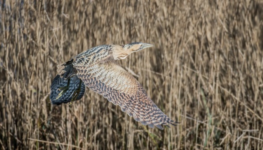 Bittern/ Roerdomp