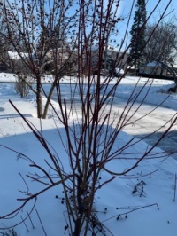 Cold January day