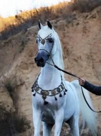 Beautiful Arabian