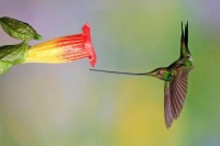 Sword billed hummingbird..