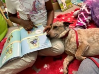 Rosie the Therapy Dog encourages children to come to her Library