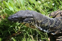 Monitor Lizard (Waran )in SA