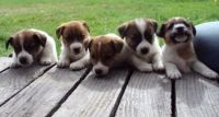 Pups on the deck