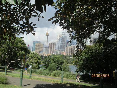 Downtown Sydney through the trees