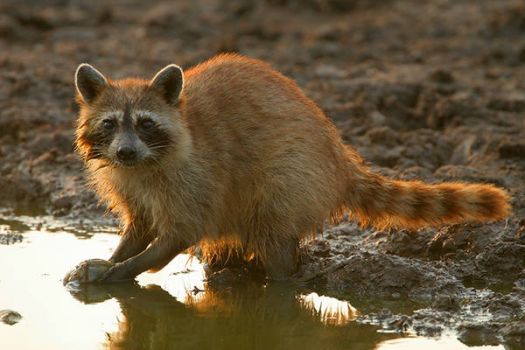 Raccoon - Brazoria NWR by Greg Lavaty