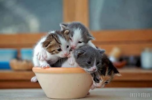 Cup-O-Kittens