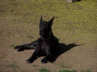 Decky in the sun 5-7-2015 2