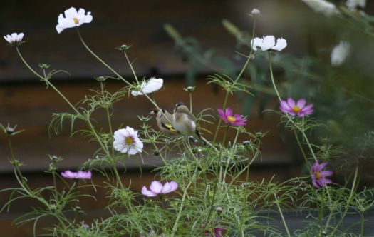 A Goldfinch couple in our cosmea